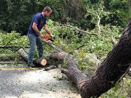 Best Storm Damage Tree Cleanup  in Sansom Park, TX