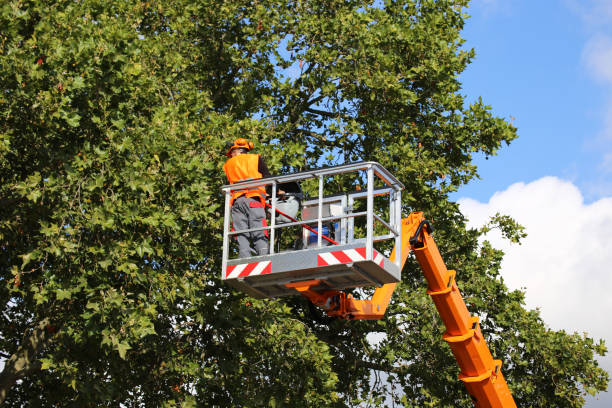 Best Tree Disease Treatment  in Sansom Park, TX
