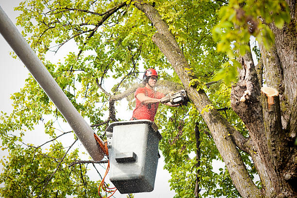 Best Tree Disease Treatment  in Sansom Park, TX