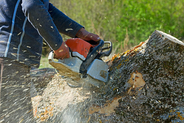 Best Arborist Consultation Services  in Sansom Park, TX